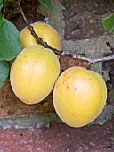 PRUNUS ARMENIACA, APRICOT ALFRED,