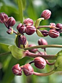 CLEMATIS ARMANDII APPLE BLOSSOM