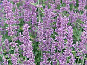 AGASTACHE LAVENDER HAZE