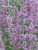 AGASTACHE LAVENDER HAZE