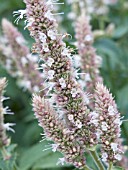 AGASTACHE SCROPHULARIIFOLIA,