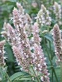 AGASTACHE SCROPHULARIIFOLIA,