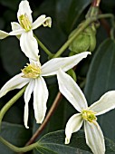 CLEMATIS ARMANDII