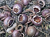 CYCLAMEN HEDERIFOLIUM, RIPE SEED PODS