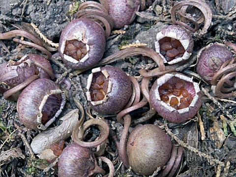 CYCLAMEN_HEDERIFOLIUM_RIPE_SEED_PODS