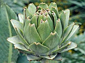 CYNARA CARDUNCULUS GREEN GLOBE, EDIBLE ARTICHOKE