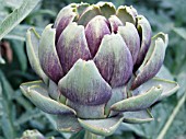 CYNARA CARDUNCULUS LARGE GREEN PARIS, EDIBLE ARTICHOKE