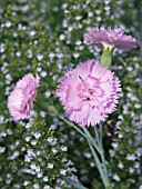 DIANTHUS ROSE DE MAI AGAINST SATUREJA MONTANA