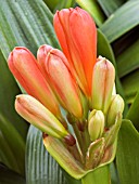 CLIVIA MINIATA