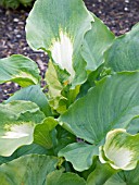 ZANTEDESCHIA AETHIOPICA GREEN GODDESS