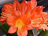 CLIVIA MINIATA