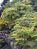 ARALIA ELATA, JAPANESE ANGELICA TREE