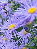 ASTER KING GEORGE