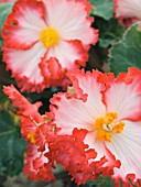 BEGONIA PICOTEE EDGE SINGLE,