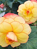 BEGONIA YELLOW PICOTEE EDGE,