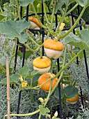 CUCUMIS PEPO SMALL TURKS TURBAN, ORNAMENTAL GOURD