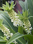 EUCOMIS AUTUMNALIS