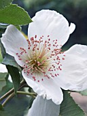 EUCRYPHIA X NYAMANSENSIS NYMANSAY, HARDY EVERGREEN TREE