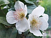 EUCRYPHIA X NYAMANSENSIS NYMANSAY, HARDY EVERGREEN TREE