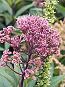 EUPATORIUM PURPUREUM SUBSP MACULATUM ATROPURPUREUM