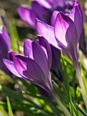 CROCUS VERNUS REMEMBRANCE