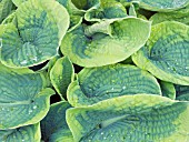 HOSTA FRANCES WILLIAMS