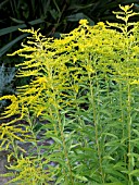 SOLIDAGO CROWN OF RAYS