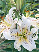 LILIUM AURATUM, GOLDEN RAY LILY,