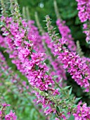 LYTHRUM SALICARIA, PURPLE LOOSESTRIFE