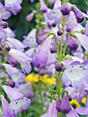 PENSTEMON ALICE HINDLEY