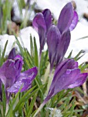 CROCUS VERNUS REMEMBRANCE IN SNOW