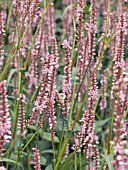 PERSICARIA AMPLEXICAULIS ROSEA