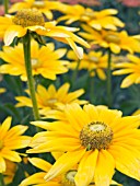 RUDBECKIA PRARIE GOLD