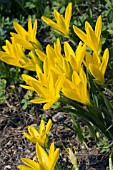 STERNBERGIA SICULA VAR GRAECA, AUTUMN FLOWERING