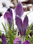 CROCUS VERNUS REMEMBRANCE IN SNOW