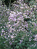 THALICTRUM DELAVAYI