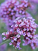 VERBENA BONARIENSIS