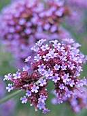 VERBENA BONARIENSIS