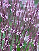 VERBENA HASTATA ROSEA