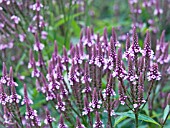 VERBENA HASTATA ROSEA