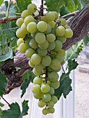 VITIS VINIFERA MUSCAT OF ALEXANDRIA, DESSERT GRAPE