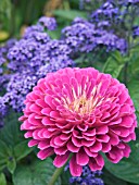 ZINNIA PURPLE DREAM & HELIOTROPIUM MARINE, SUMMER BEDDING SCHEME