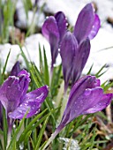 CROCUS VERNUS REMEMBRANCE IN SNOW