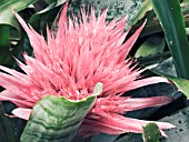 AECHMEA RHODOCYANEA, HOT HOUSE BROMELIAD