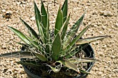 AGAVE FILIFERA