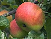 MALUS DOMESTICA, APPLE CRAWLEY BEAUTY