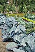 AUTUMN VEGETABLES, WEST DEAN GARDENS, CABBAGE, LETTUCE & TOMATOES