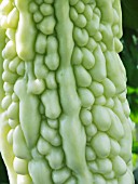 BALSAN PEAR,HIGH MOON, ORNAMENTAL BITTER GOURD,