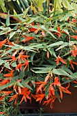 BEGONIA RED FOUNTAIN