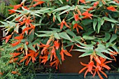 BEGONIA RED FOUNTAIN